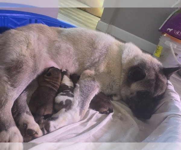 Medium Photo #13 Akita Puppy For Sale in HUTCHINSON, MN, USA
