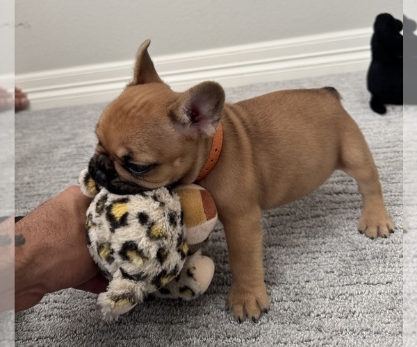 Medium Photo #6 French Bulldog Puppy For Sale in AURORA, CO, USA