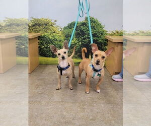 Poppy - Male Chihuahua Dog for Adoption - Photo #3