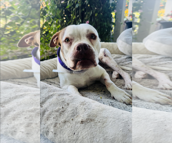 Medium Photo #3 Boxer-Unknown Mix Puppy For Sale in Marina Del Rey, CA, USA