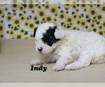 Small #7 Poodle (Toy)