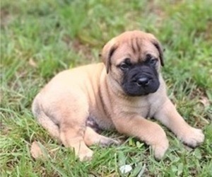 Bullmastiff Puppy for sale in CAMDEN, TN, USA