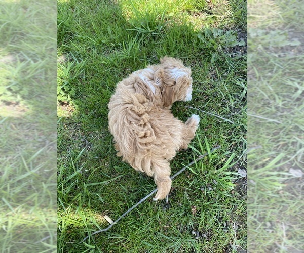 Medium Photo #5 Maltipoo Puppy For Sale in CANOGA, NY, USA