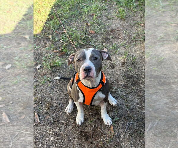 Medium Photo #1 Mutt Puppy For Sale in Richmond, IN, USA