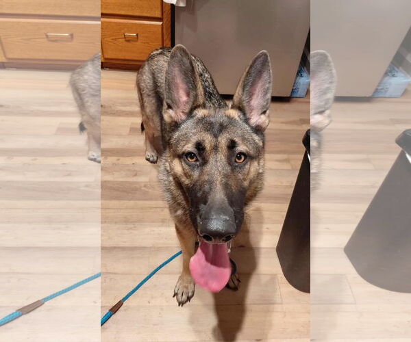 Medium Photo #1 German Shepherd Dog Puppy For Sale in Crystal, MN, USA