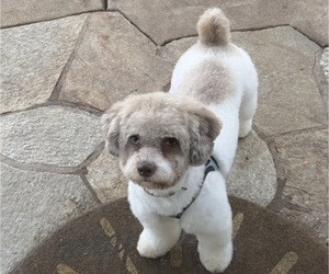 Father of the Maltipoo (Toy) puppies born on 10/06/2026