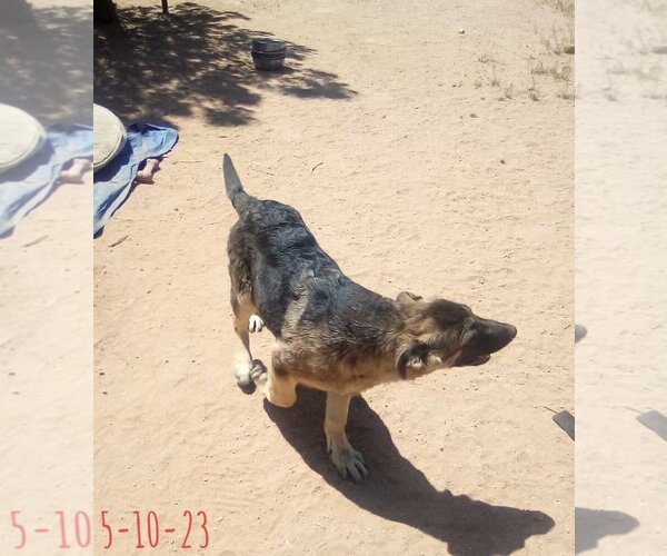 Medium Photo #16 German Shepherd Dog-Unknown Mix Puppy For Sale in Apple Valley, CA, USA