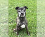 Small #2 Boxer Mix