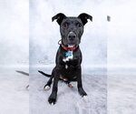 Small #5 Labrador Retriever Mix
