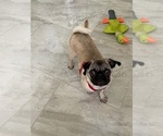 Small Photo #5 Pug Puppy For Sale in LEESBURG, FL, USA