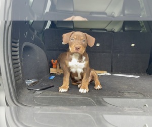 American Bulldog Puppy for sale in DETROIT, MI, USA