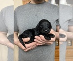 Small #1 Goldendoodle