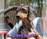 Small #1 Dachshund