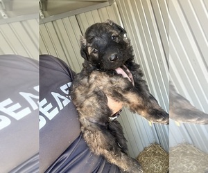 German Shepherd Dog Puppy for sale in SANTA FE, NM, USA
