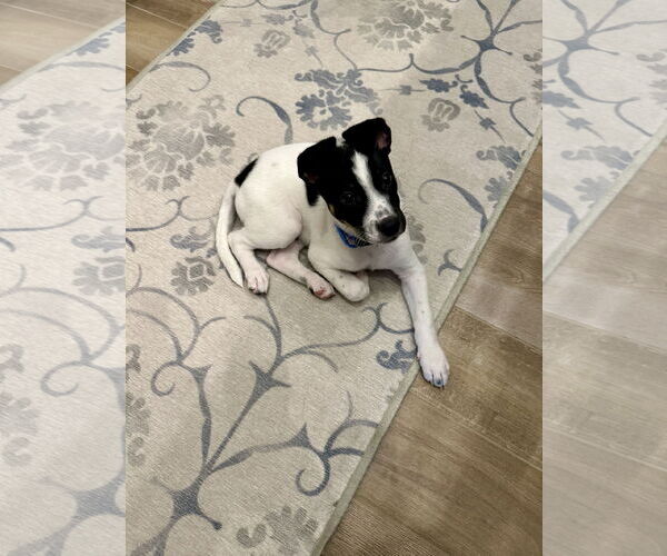 Medium Photo #6 Jack Russell Terrier-Unknown Mix Puppy For Sale in The Woodlands, TX, USA