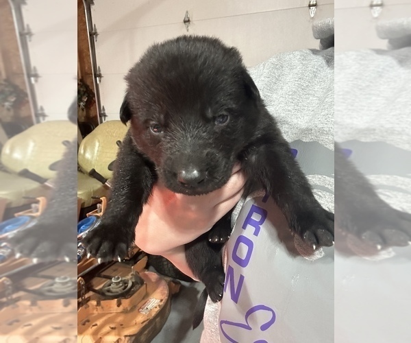 Medium Photo #15 German Shepherd Dog Puppy For Sale in BYRON, MI, USA