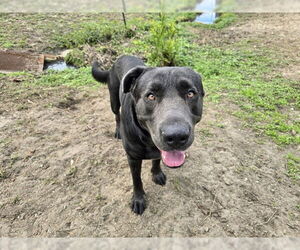 German Shepherd Dog-Mastiff Mix Dogs for adoption in Ocala, FL, USA