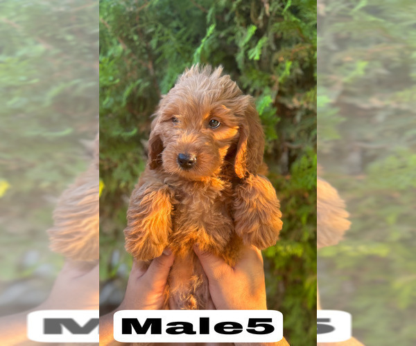 Medium Photo #34 Goldendoodle (Miniature) Puppy For Sale in BAKERSFIELD, CA, USA