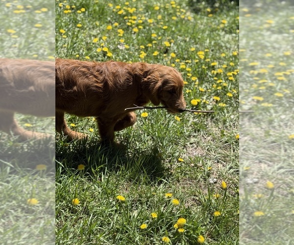 Medium Photo #6 Goldendoodle Puppy For Sale in SAINT CLOUD, MN, USA