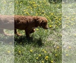 Small #5 Goldendoodle
