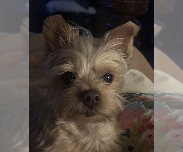 Medium Photo #1 Mutt Puppy For Sale in Banning, CA, USA