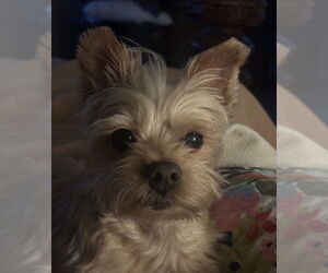 Mutt Dogs for adoption in Banning, CA, USA