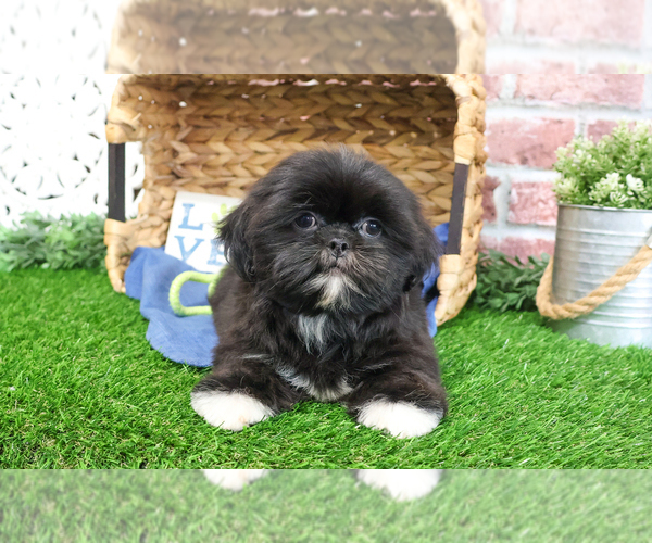 Medium Photo #4 Shih Tzu Puppy For Sale in SYRACUSE, IN, USA