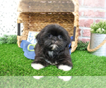 Small #3 Shih Tzu