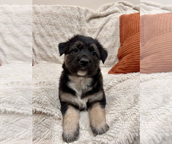 Medium Photo #1 German Shepherd Dog-Unknown Mix Puppy For Sale in Lakewood, CO, USA