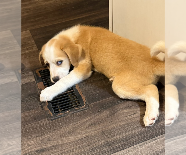 Medium Photo #3 Mutt Puppy For Sale in Holly Springs, NC, USA