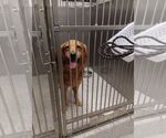 Small #2 Golden Retriever