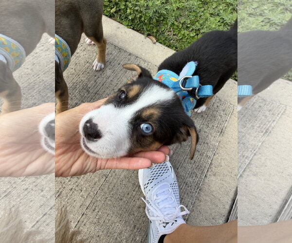 Medium Photo #2 Labrador Retriever-Unknown Mix Puppy For Sale in The Woodlands, TX, USA