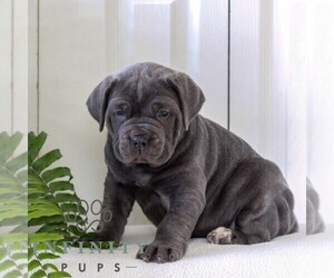 Cane Corso Puppy for sale in LANCASTER, PA, USA