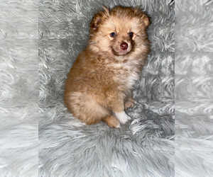 Pomeranian Puppy for sale in INDIANAPOLIS, IN, USA