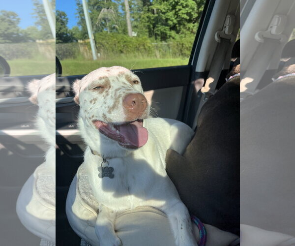 Medium Photo #9 Catahoula Leopard Dog-Unknown Mix Puppy For Sale in Holly Springs, NC, USA