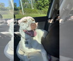 Small Photo #9 Catahoula Leopard Dog-Unknown Mix Puppy For Sale in Holly Springs, NC, USA