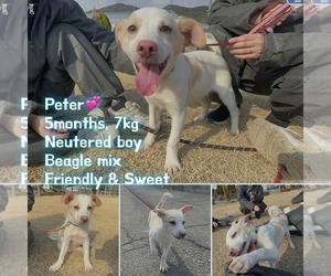 Beagi Dogs for adoption in Agoura Hills, CA, USA