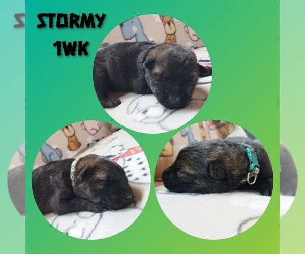 Medium Photo #6 German Shepherd Dog Puppy For Sale in BROOKFIELD, MO, USA