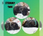 Puppy Stormy German Shepherd Dog