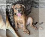 Small Photo #13 Mutt Puppy For Sale in OKLAHOMA CITY, OK, USA