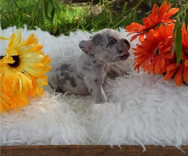 Medium Photo #7 French Bulldog Puppy For Sale in BLACK WALNUT, MO, USA