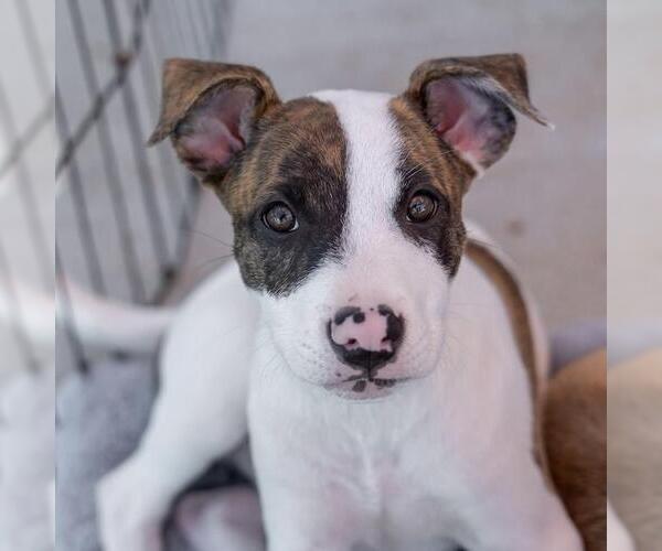 Medium Photo #6 Boxer-Unknown Mix Puppy For Sale in San Diego, CA, USA