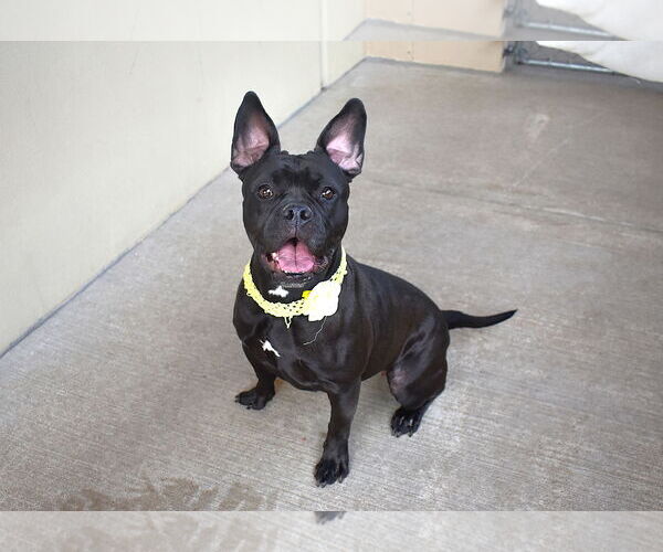 Medium Photo #2 American Pit Bull Terrier-Unknown Mix Puppy For Sale in McKinney, TX, USA