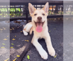 Small #12 Siberian Husky Mix