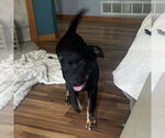 Small #2 German Shepherd Dog