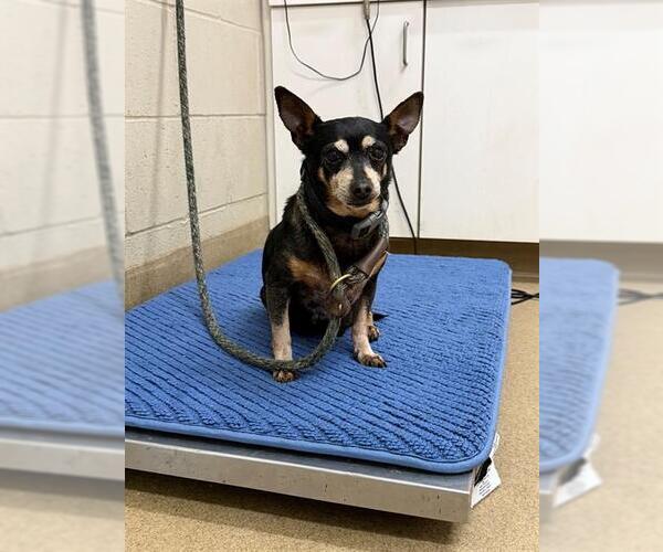 Medium Photo #1 Chihuahua Puppy For Sale in Santa Maria, CA, USA