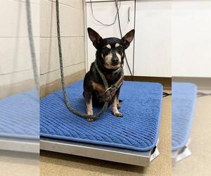 Chihuahua Dogs for adoption in Santa Maria, CA, USA