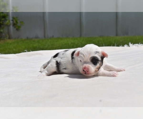 Medium Photo #1 Miniature Australian Shepherd Puppy For Sale in PALM COAST, FL, USA