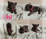 Puppy Pink French Bulldog