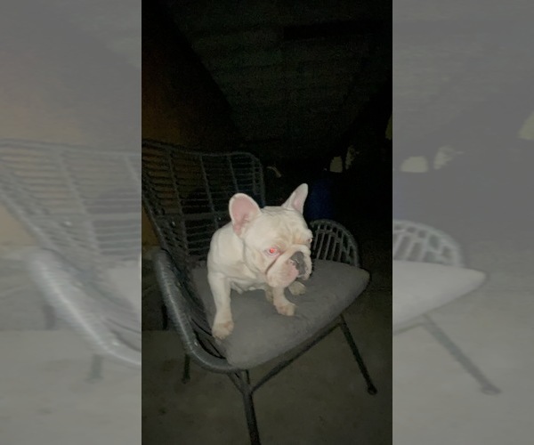 Medium Photo #13 French Bulldog Puppy For Sale in ARLETA, CA, USA